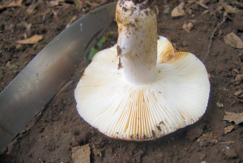 Russula da determinare 3